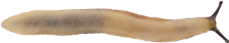 Arion fasciatusPARKSNIGEL5,3 × 28,0 mm